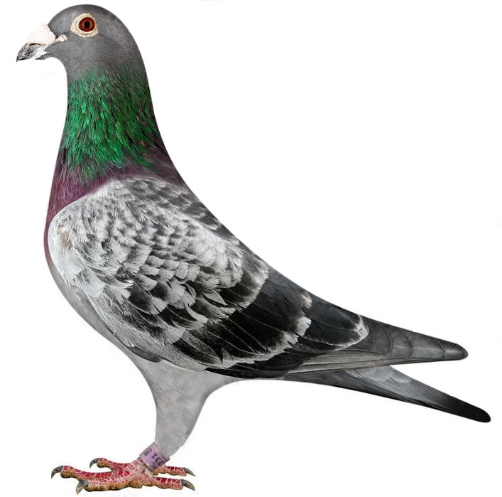 col